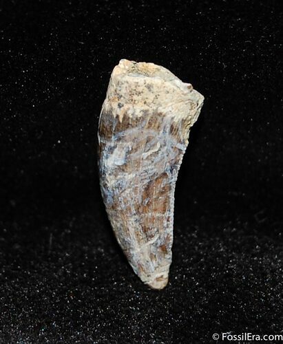 Dromaeosaur Raptor Tooth - Montana #448